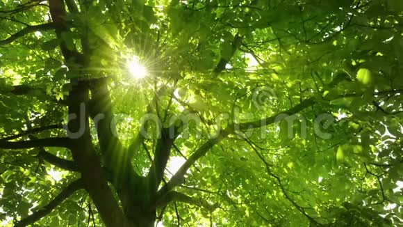 阳光透过茂密的树叶照耀视频的预览图
