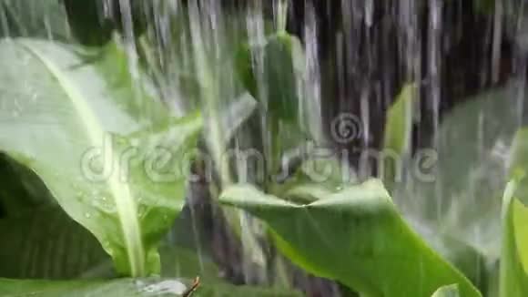 大雨落在花园的绿叶上像瀑布一样落下视频的预览图