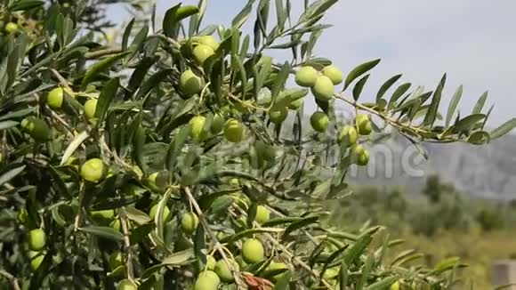 橄榄树种植园有机橄榄生长在橄榄树上农业和橄榄种植生产特级初榨橄榄油视频的预览图