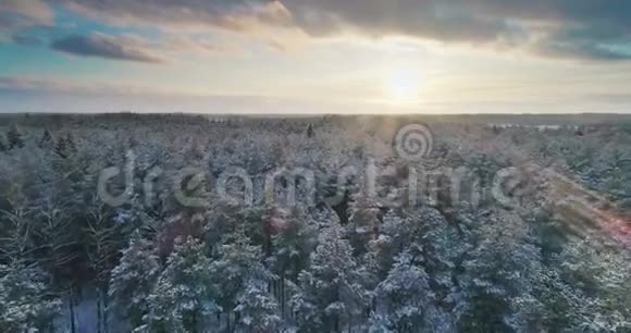 北方国家圣诞节期间在冬季森林上空的空中飞行森林覆盖着雪视频的预览图