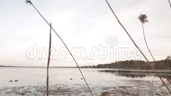 春天平静的湖晴天视频的预览图