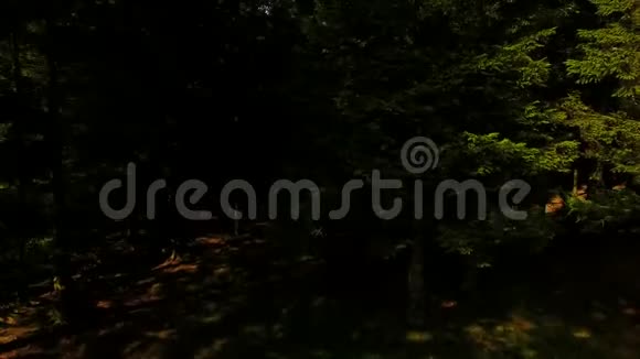 斯堪的纳维亚森林俯视图视频的预览图