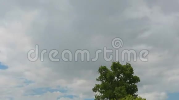 雨季雨云在树上移动视频的预览图