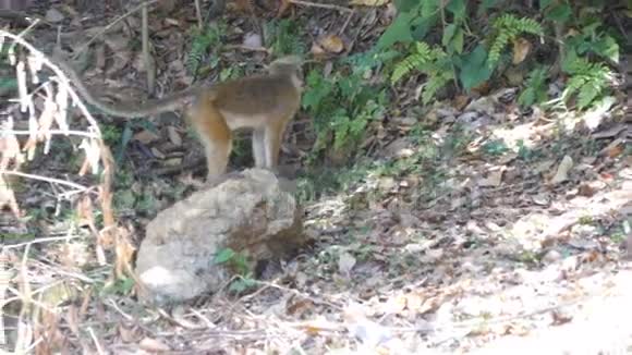 猴子在斯里兰卡国家公园散步视频的预览图