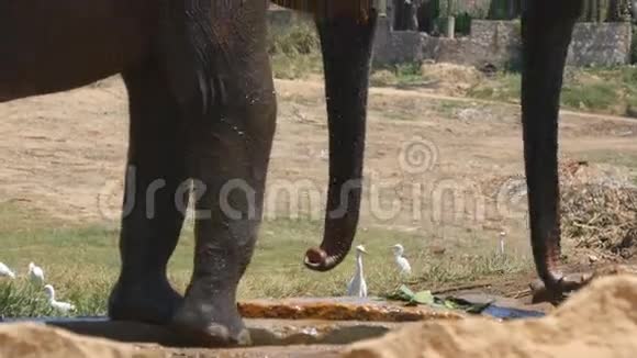 非洲象在保护区附近给自己浇水关门视频的预览图
