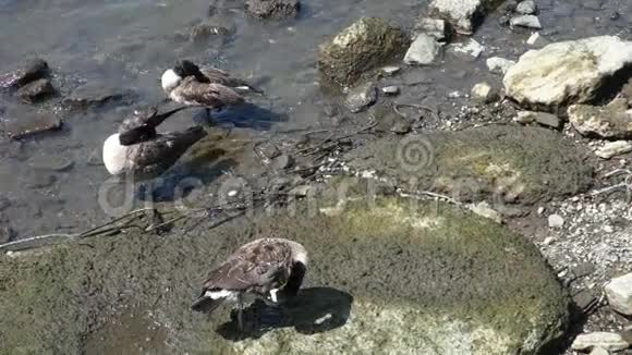 鸭子清洗他们的羽毛视频的预览图