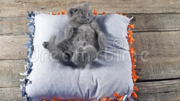 可爱的小猫在枕头上放松视频的预览图