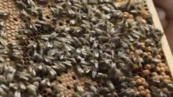 在蜂巢上合上勤劳的蜜蜂视频的预览图