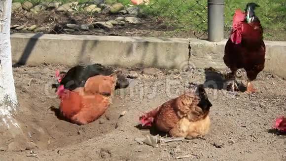 母鸡和户外视频的预览图