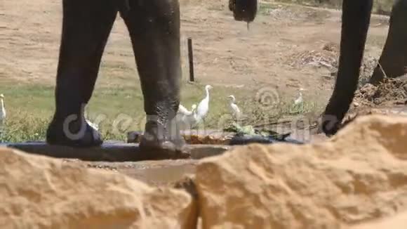 大象的爪子在近距离移动保护区附近的非洲象视频的预览图