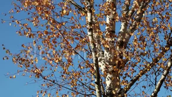 秋天的桦树在蓝天上叶子视频的预览图