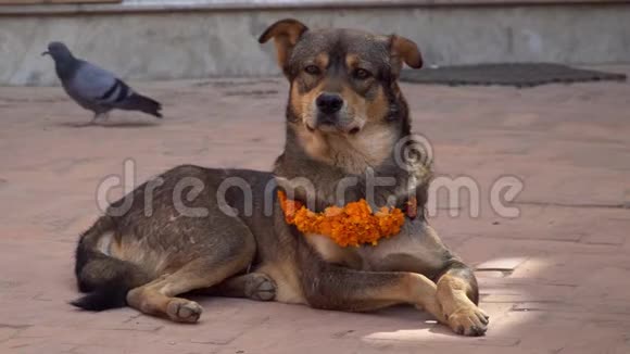 尼泊尔库库尔提哈尔节期间戴着黄花项链的狗视频的预览图