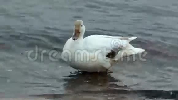 漂亮的白鸭子视频的预览图