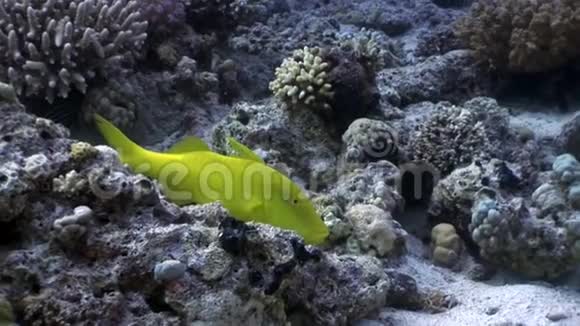 明亮的柠檬黄鱼在珊瑚水下红海视频的预览图