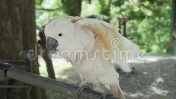 大白鹦鹉凤头鹦鹉清理喙股录像视频的预览图