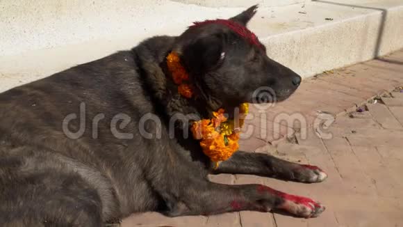 尼泊尔库库尔提哈尔节期间狗戴着黄花项链和红点提卡视频的预览图