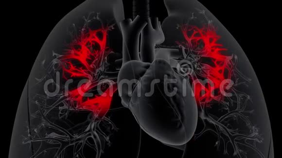 心脏接受缓慢运动的肺的氧合血液视频的预览图