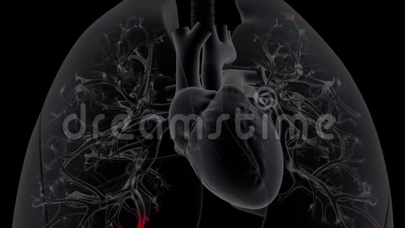 心脏接受肺的氧合血液视频的预览图