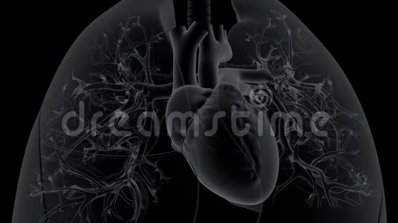 心脏缓慢地将脱氧血液注入肺视频的预览图