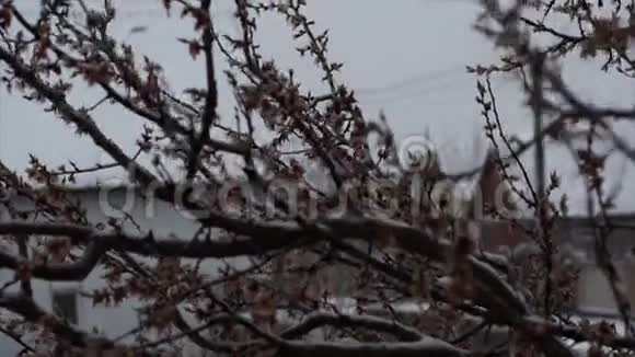 四月下雪异常现象雪中一枝开花杏视频的预览图