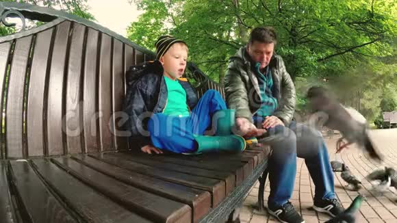 戈梅尔白俄罗斯爸爸和儿子在公园里喂野鸽子视频的预览图