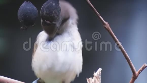 皮洛克皮洛克梳妆鸟栖息在树枝上视频的预览图