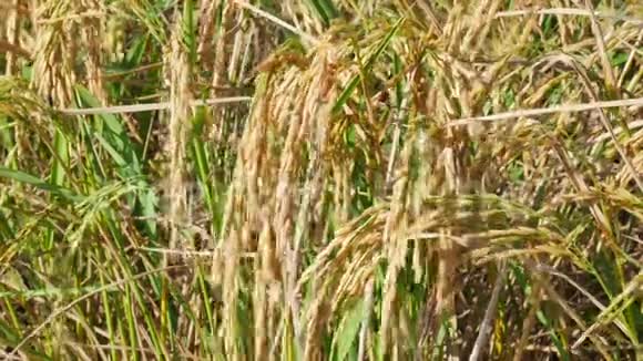把金色的稻穗在风中摆动黄金稻田在收割前收拢视频的预览图