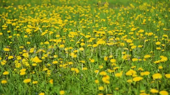 春天草甸的黄色蒲公英视频的预览图