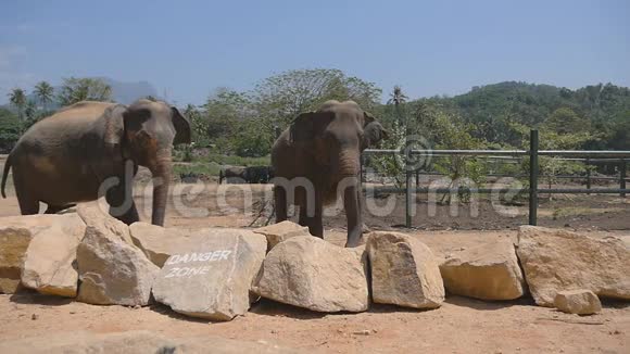 两只大象站在动物园里撒沙子美丽的大象从他的树干上喷洒沙子慢动作视频的预览图