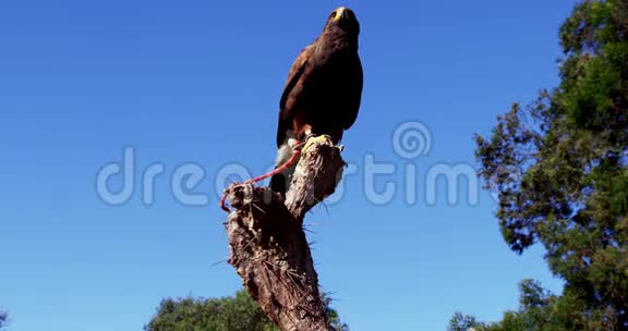 鹰鹰栖息在树枝上视频的预览图