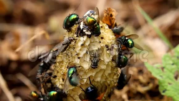 许多昆虫在荷兰的普通臭虫上视频的预览图