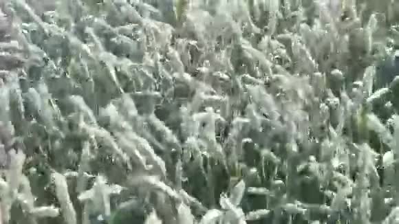 风中小麦穗视频的预览图