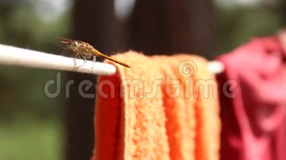 蜻蜓坐在绳子上视频的预览图