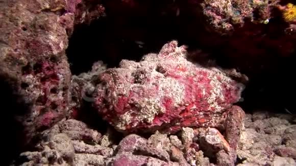 马尔代夫海底鱼石特写宏观视频视频的预览图