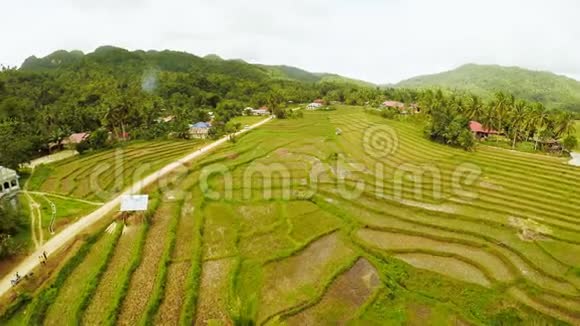 博霍尔岛的梯田菲律宾美丽的自然菲律宾人空中景色视频的预览图