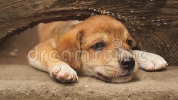 年轻可爱的棕色小狗偷窥木材洞求注意视频的预览图