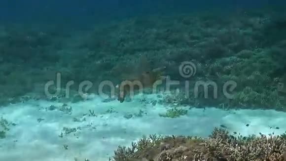 绿海龟游过珊瑚礁视频的预览图