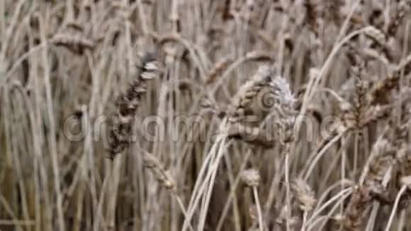 小麦的熟核视频的预览图