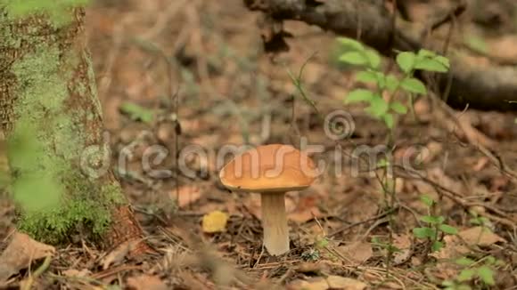 女孩在森林里发现了一个蘑菇视频的预览图
