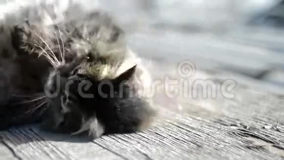 灰猫晒太阳视频的预览图