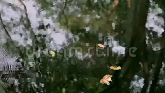 湖中树的倒影视频的预览图