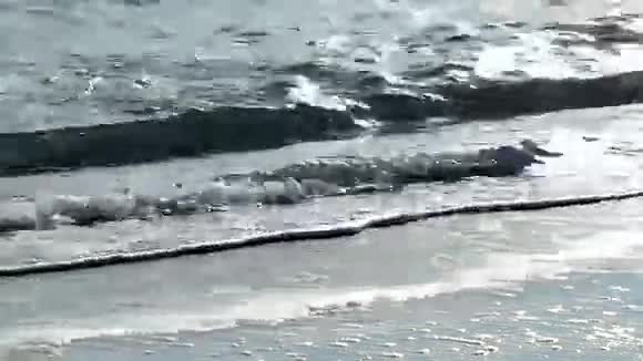 波浪翻滚视频的预览图