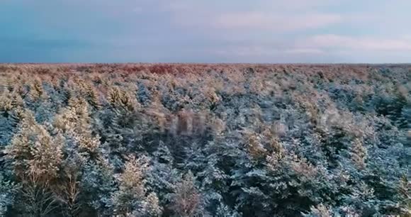 北方国家圣诞节期间在冬季森林上空的空中飞行森林覆盖着雪视频的预览图