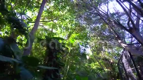 丛林公园树下的景色视频的预览图