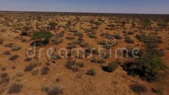 五只长颈鹿跑过纳米比亚的大草原视频的预览图