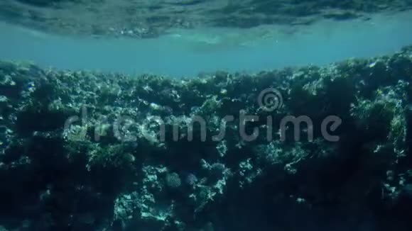 惊人的水下4k视频水下生命围绕珊瑚礁美丽的红海自然视频的预览图