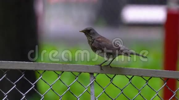 画眉鸟Turdus坐在公园的金属栅栏上她转过头环顾四周视频的预览图