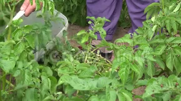 老农用手从农场的马铃薯植物中挑选害虫幼虫4K视频的预览图