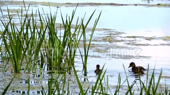 野鸭和小鸭子在水里游泳野鸭在沼泽里游泳视频的预览图