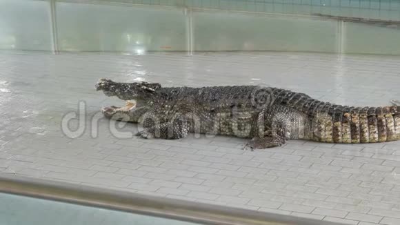 大型成年鳄鱼在鳄鱼农场鳄鱼在表演前躺在游泳池里视频的预览图